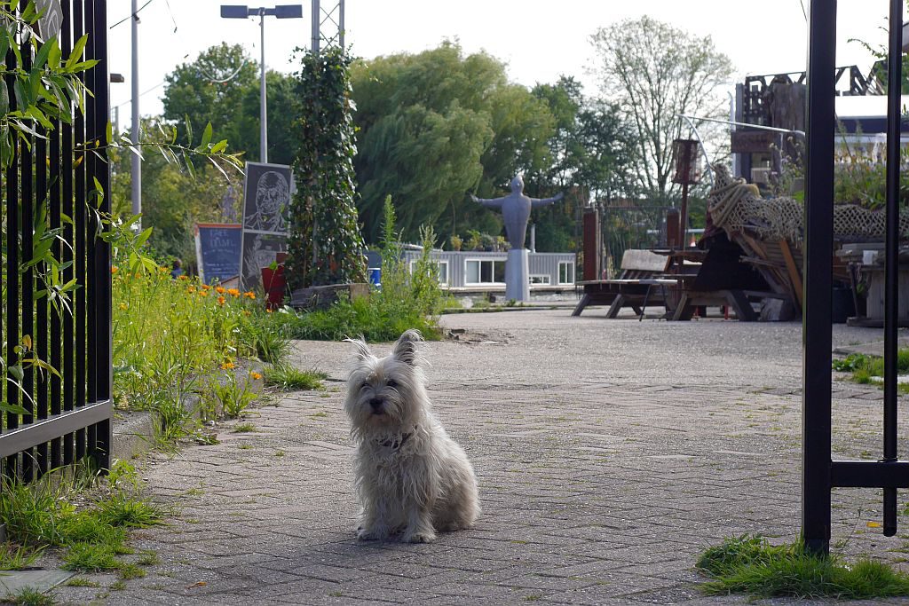 Cafe De Ceuvel Amsterdam Hund Eingang