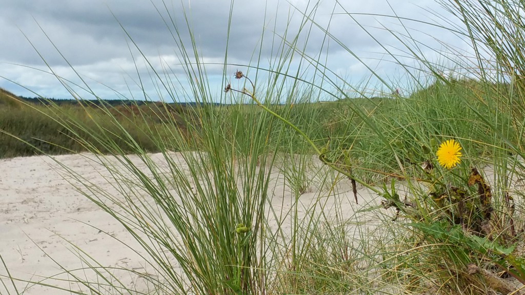 Ameland Düne Löwenzahn