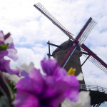 Windmühle Blumen Sluis