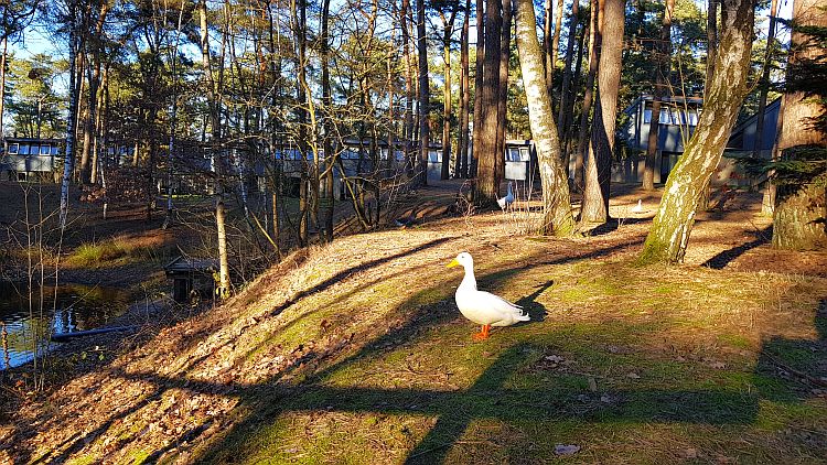 Ente Landal Het Vennenbos