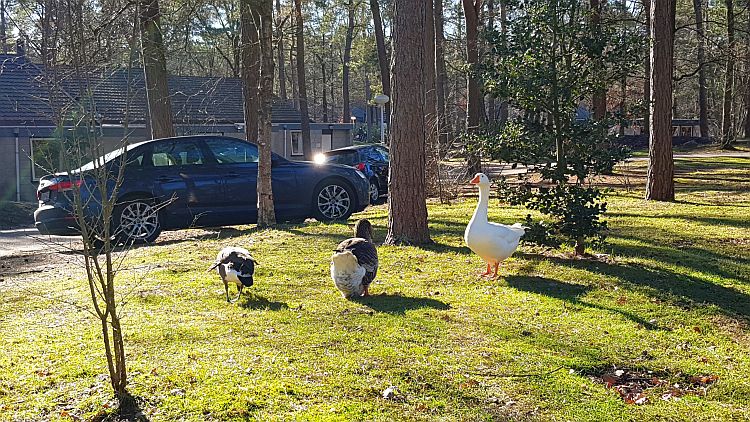 Gänse Het Vennenbos Landal