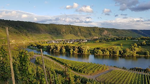 Blick von Kröv nach Wolf Wolf an der Mosel