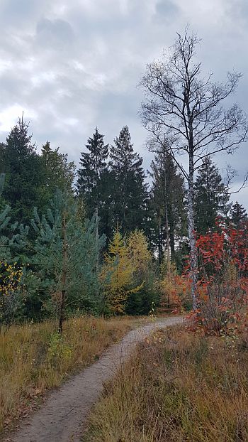 Bunter Herbstwald Land van Bartje