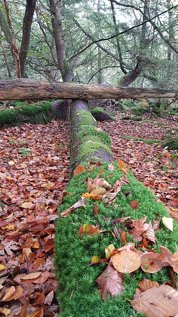 Wald bei Ferienpark Landal van Bartje Herbstwald Spaziergang Ferienpark Landal Het Land van Bartje