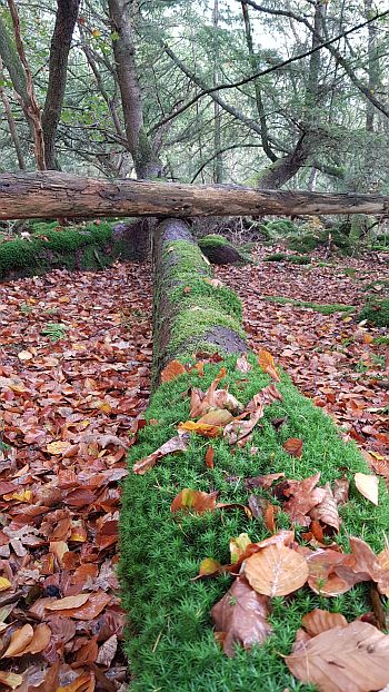 Herbstwald Spaziergang Ferienpark Landal Het Land van Bartje